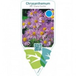 Dendranthema (R) ‘Clara Curtis’