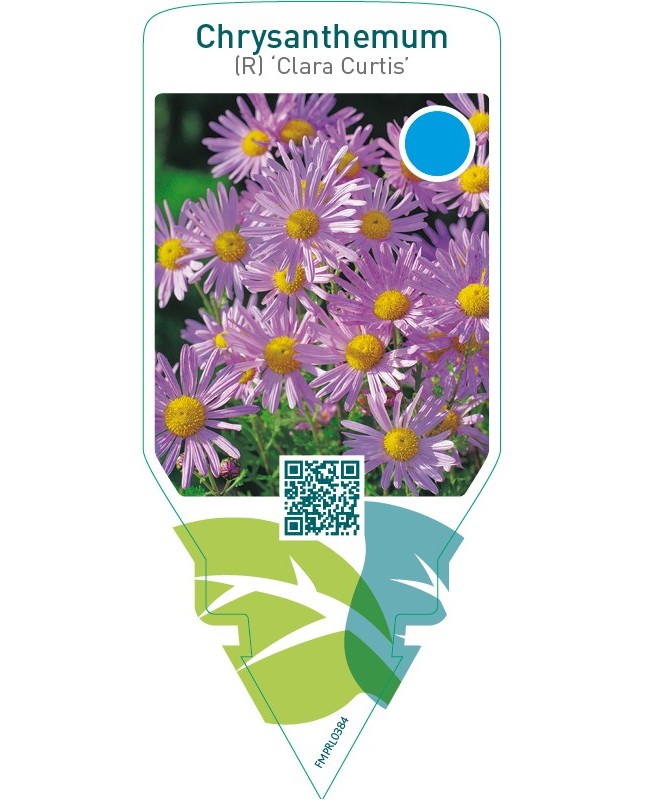 Dendranthema (R) ‘Clara Curtis’
