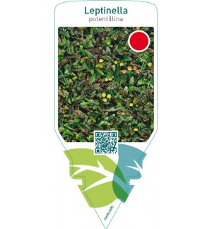 Leptinella potentillina