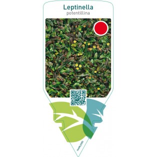Leptinella potentillina