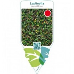 Leptinella potentillina