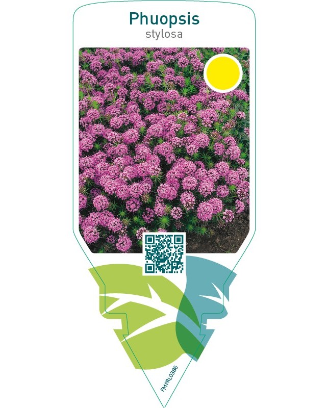 Phuopsis stylosa