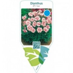 Dianthus (P) ‘Ine’