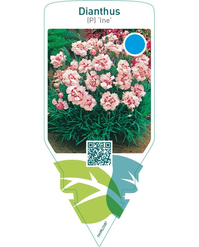 Dianthus (P) ‘Ine’