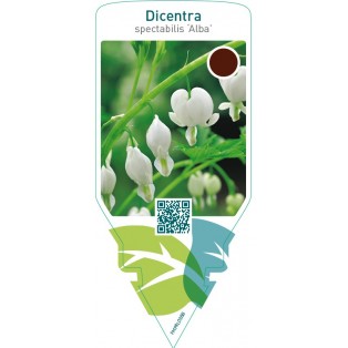 Dicentra spectabilis ‘Alba’
