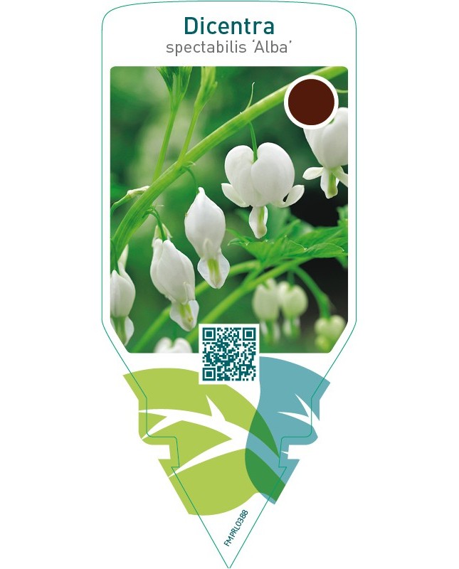 Dicentra spectabilis ‘Alba’