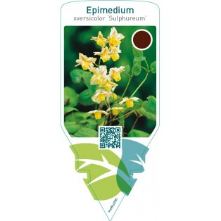 Epimedium versicolor ‘Sulphureum’