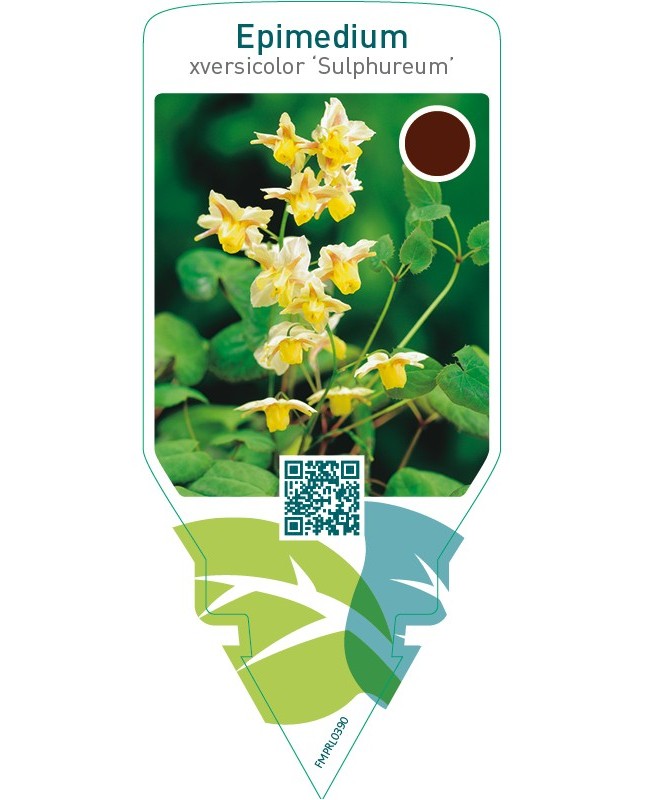 Epimedium versicolor ‘Sulphureum’