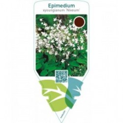 Epimedium youngianum ‘Niveum’