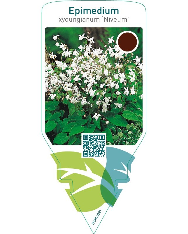 Epimedium youngianum ‘Niveum’