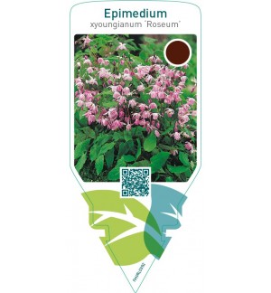 Epimedium youngianum ‘Roseum’