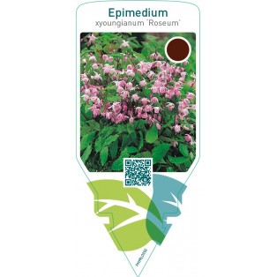 Epimedium youngianum ‘Roseum’