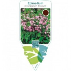 Epimedium youngianum ‘Roseum’