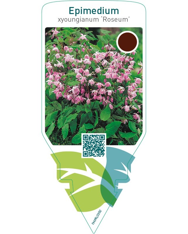 Epimedium youngianum ‘Roseum’