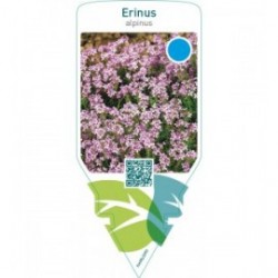 Erinus alpinus  pink