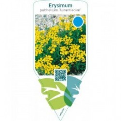 Erysimum pulchellum ‘Aurantiacum’