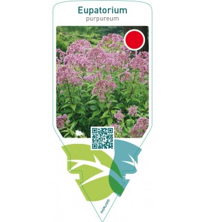 Eupatorium purpureum