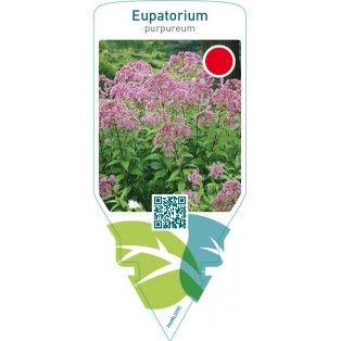Eupatorium purpureum