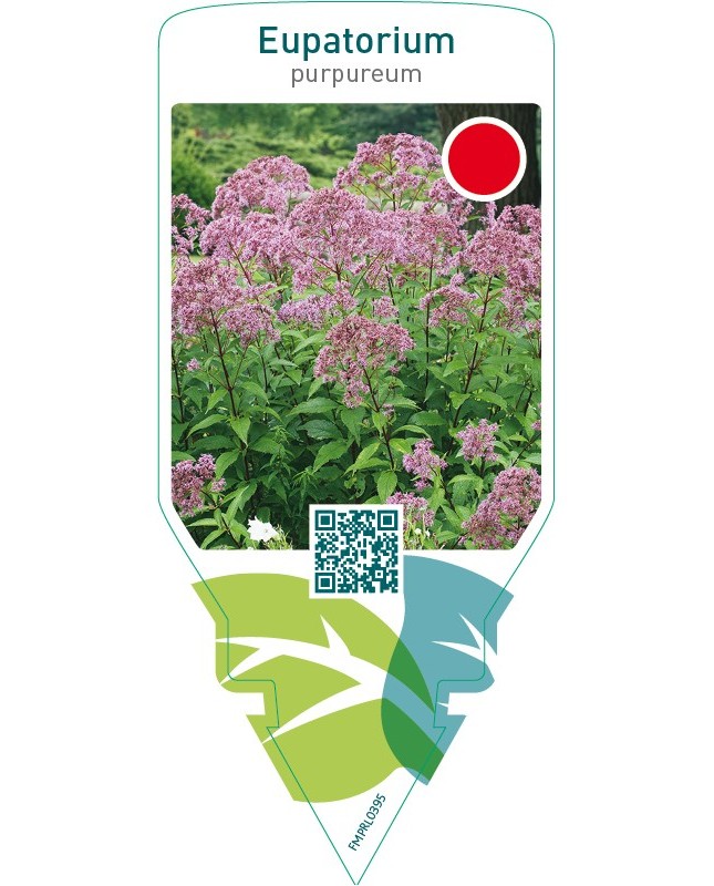 Eupatorium purpureum