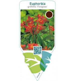 Euphorbia griffithii ‘Fireglow’
