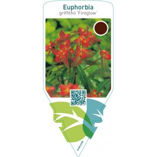 Euphorbia griffithii ‘Fireglow’