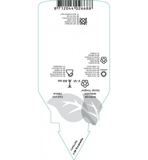 Etichette di Euphorbia griffithii ‘Fireglow’ *