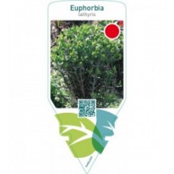 Euphorbia lathyris