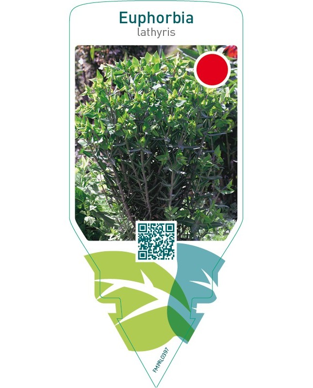 Euphorbia lathyris