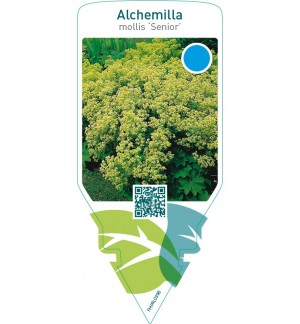 Alchemilla mollis ‘Senior’