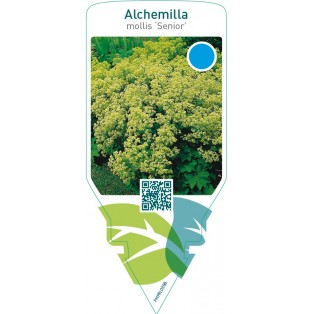 Alchemilla mollis ‘Senior’