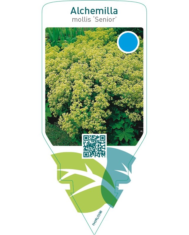 Alchemilla mollis ‘Senior’