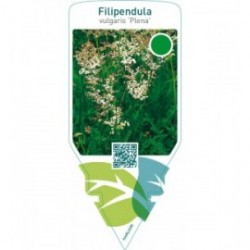 Filipendula vulgaris ‘Plena’