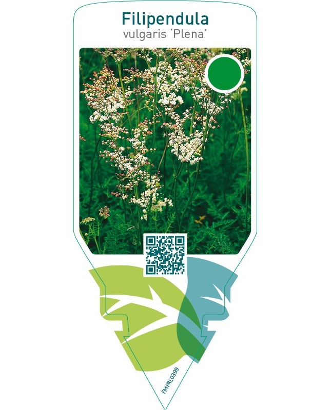 Filipendula vulgaris ‘Plena’