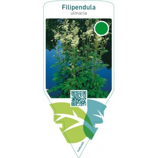 Filipendula ulmaria