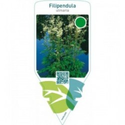 Filipendula ulmaria