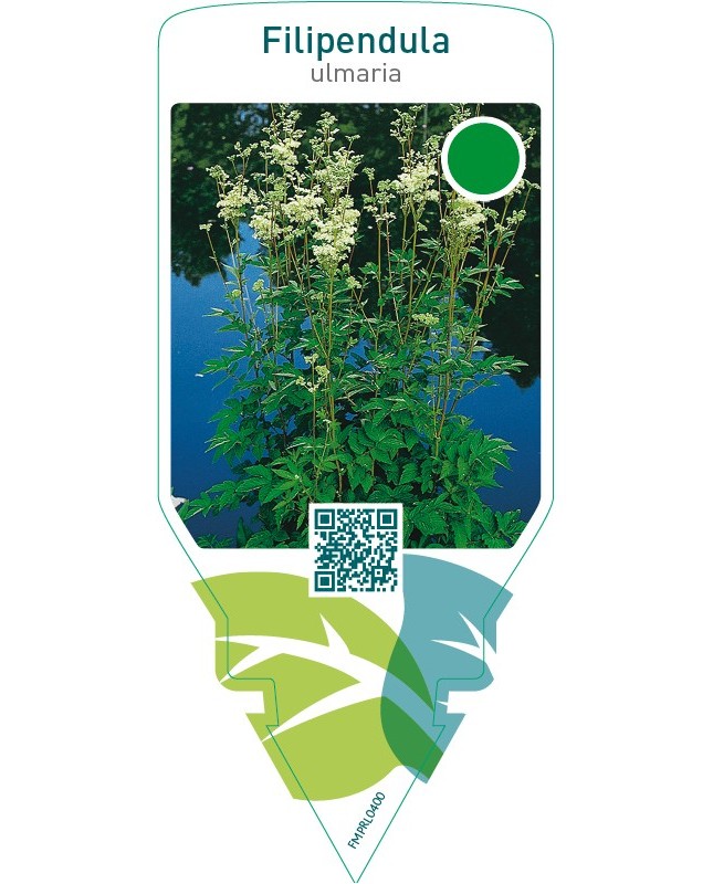 Filipendula ulmaria
