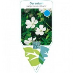 Geranium sanguineum ‘Album’