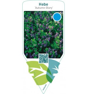 Hebe ‘Autumn Glory’