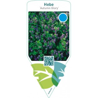 Hebe ‘Autumn Glory’