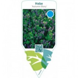 Hebe ‘Autumn Glory’