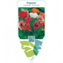 Papaver orientale ‘Pizzicato’