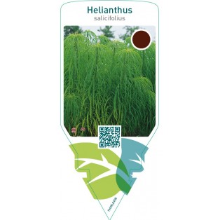 Helianthus salicifolius