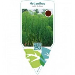 Helianthus salicifolius