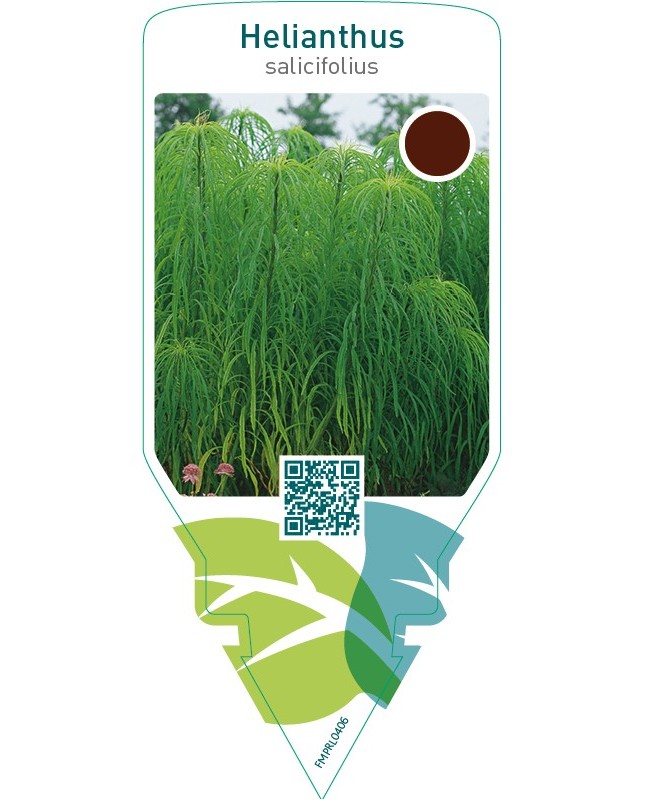Helianthus salicifolius