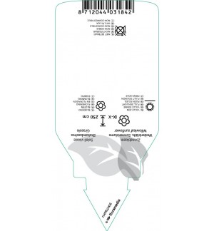 Etichette di Helianthus salicifolius *
