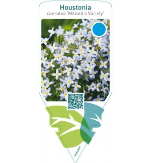 Houstonia caerulea ‘Millard’s Variety’