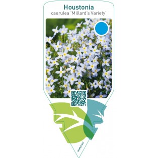 Houstonia caerulea ‘Millard’s Variety’