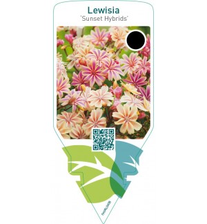 Lewisia ‘Sunset Hybrids’