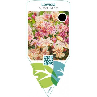 Lewisia ‘Sunset Hybrids’