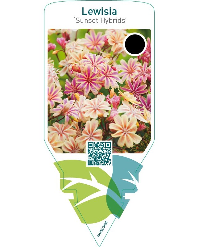 Lewisia ‘Sunset Hybrids’